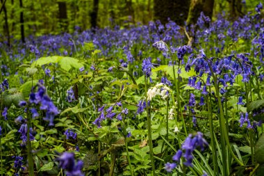 Haller Bos, Belçika 'da BlueBell çiçekleri