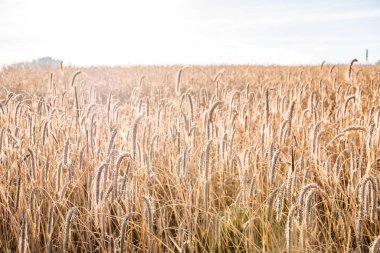 Yazın altın buğday tarlası