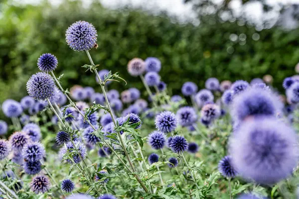 stock image beautiful flowers in the garden