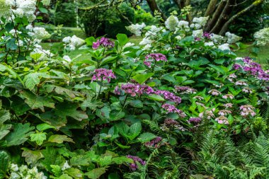 Yazın çiçekler ve bahçe, hortensiya