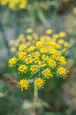 Bahçedeki sarı çiçekler