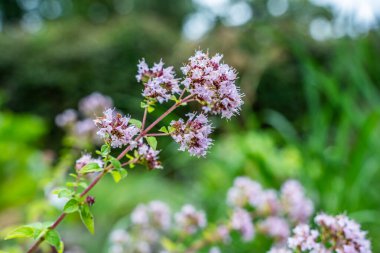 Bahçedeki güzel çiçekler