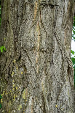 Yosun kaplı eski bir akasya ağacı gövdesi