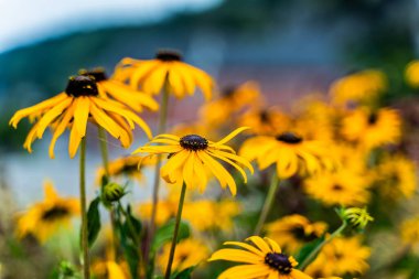 Bulanık arkaplanda sarı Rudbeckia çiçeklerini kapat