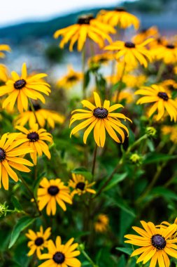 Sarı Rudbeckia çiçeklerini kapatın. 