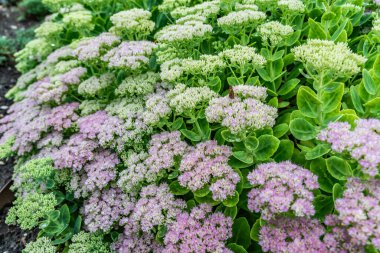 Bahçedeki güzel çiçekler