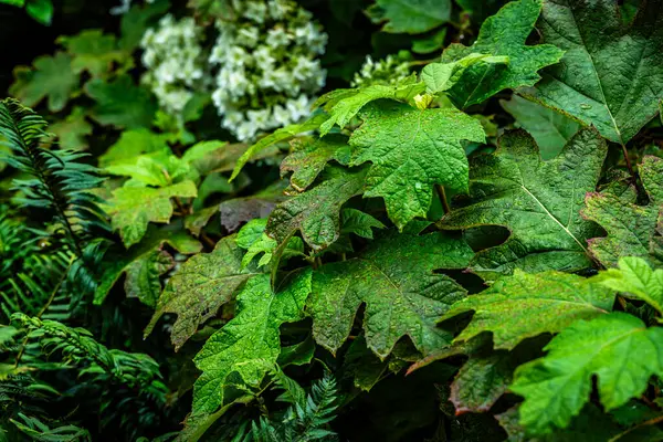 stock image green leaves, nature flora and foliage oakleaf hydrangea