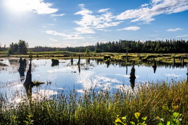 Güneşli yaz gününde ağaçlarla dolu bir bataklık.