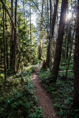 ormanda yürüyüş iz