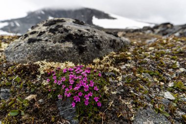 kayanın üzerinde pembe bir çiçek