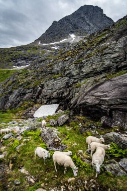 Norveç 'te otlayan koyunlar