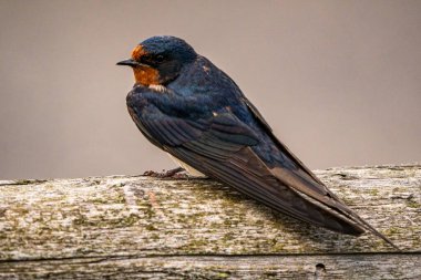 Bir kırlangıcın yakın görüntüsü