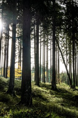 Güzel sonbahar ormanı, doğa ve seyahat