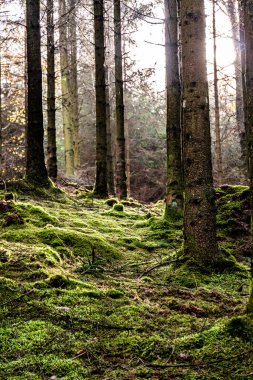 Yeşilliklerle kaplı bir ormanın güzel bir görüntüsü.