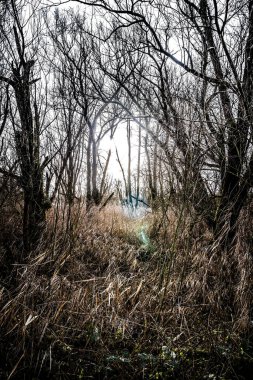 Ormanın güzel manzarası