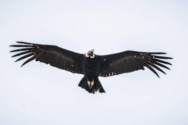 And dean Condor uçuyor