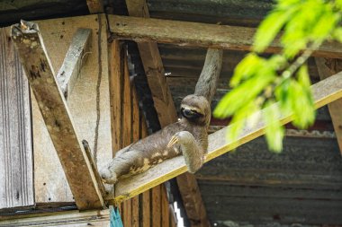 Tembel hayvan çatı altında serinliyor.