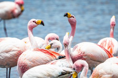 Bolivya 'da James Flamingo