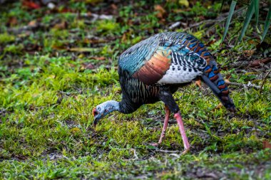 Tikal 'da güzel tavus kuşu hindisi