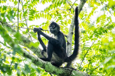 Tikal 'da ormandaki örümcek maymun