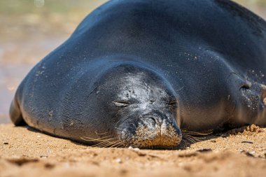 Galapagos adasında kumdaki Hawaii keşiş foku