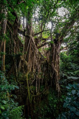 Ormandaki banyan ağacı