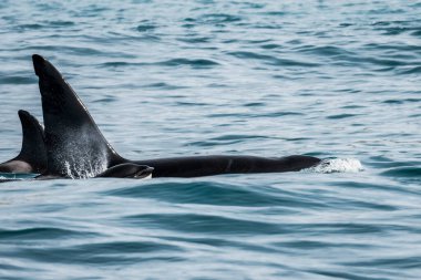 Orka denizde yarılıyor.