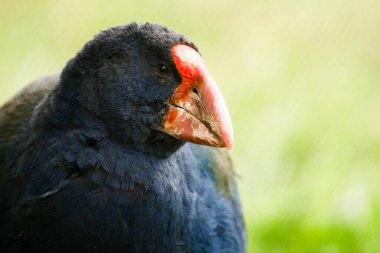 Takahe 'nin yakın çekimi.