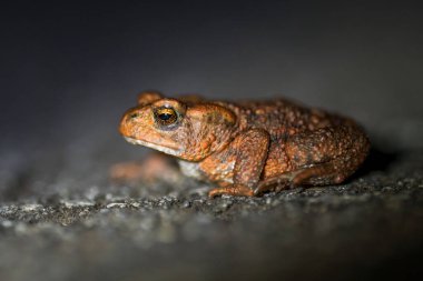 Bir kurbağanın yakın plan fotoğrafı.