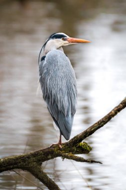 Büyük gri balıkçıl, Ardea Cinerea, parkta suyun üzerinde duruyor.