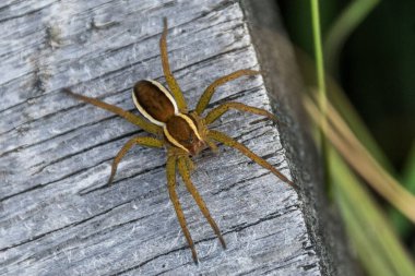 Tahta arka planda bir örümceğin makro görüntüsü.