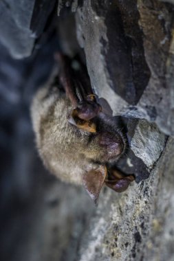 a closeup shot of a bat on the rock clipart