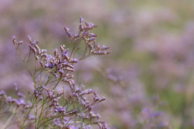 Tarladaki güzel çiçekler