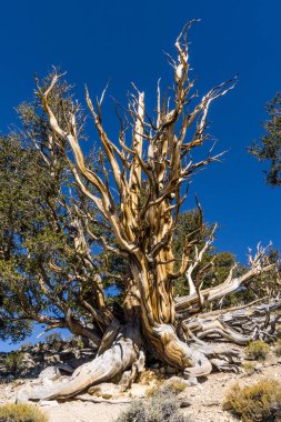 Utah, ABD 'deki Büyük Kanyon Ulusal Parkı.