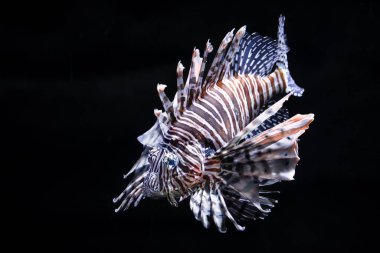 Siyah arka planda suda aslan balığı var.