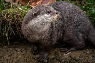Asyalı pençesiz su samuru. Yaklaş.