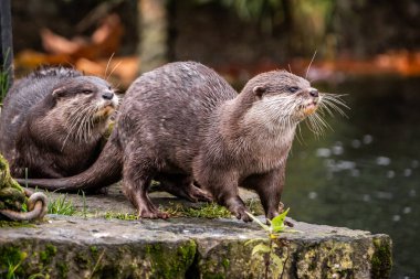Nehirdeki iki tatlı su samurunun portresi.