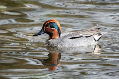 Eine mnliche Krickente im vollen Prachtkleid