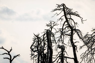 Noir Flohay im Sommer