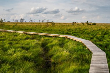 Hohes Venn im Sommer