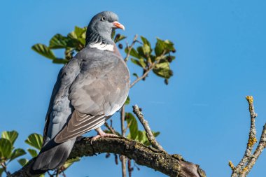 Bir daldaki güvercin