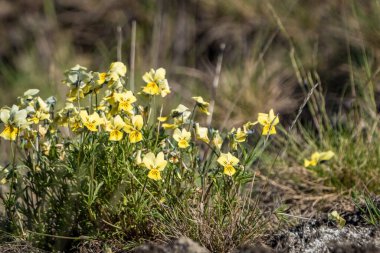 Yeşil çimlerde sarı çiçekler