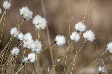 Doğada deniz aygırı tohumu tohumları
