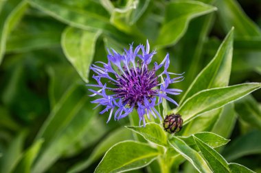 Çiçeklerin güzel mor çiçekleri