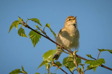 Bir dalda şarkı söyleyen bir Warbler