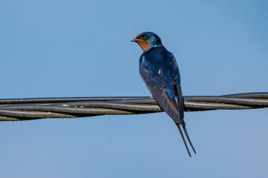 Mavi gökyüzüne tünemiş ahır kırlangıcı
