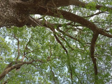 Ağaçtaki yeşil yapraklar