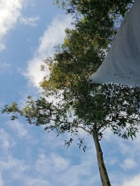 Ormandaki ağaç dalları