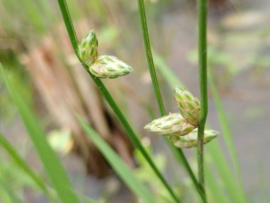 Açık havada yetişen yeşil bitkilerin kapatılması