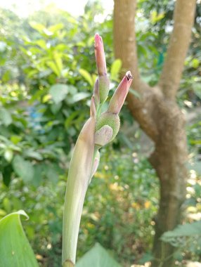 Güzel botanik fotoğrafı, doğal duvar kağıdı.